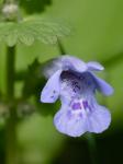 Glechoma hederacea L.