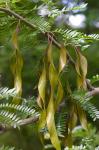 Gleditsia triacanthos L.