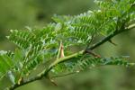 Gleditsia triacanthos L.