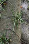 Gleditsia triacanthos L.