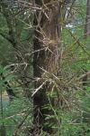 Gleditsia triacanthos L.