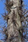 Gleditsia triacanthos L.