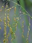 Glyceria canadensis (Michx.) Trin.