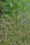 Glyceria grandis S. Wats. var. grandis