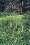 Glyceria grandis S. Wats. var. grandis