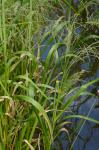 Glyceria grandis S. Wats. var. grandis