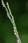 Glyceria melicaria (Michx.) F.T. Hubbard