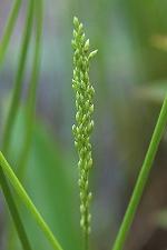 Glyceria obtusa (Muhl.) Trin.