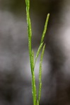 Glyceria septentrionalis A.S. Hitchc.