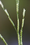 Glyceria septentrionalis A.S. Hitchc.