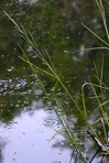 Glyceria septentrionalis A.S. Hitchc.