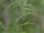 Glyceria striata (Lam.) A.S. Hitchc. var. striata