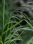 Glyceria striata (Lam.) A.S. Hitchc. var. striata