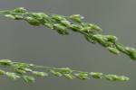 Glyceria striata (Lam.) A.S. Hitchc. var. striata