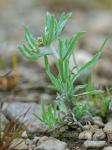 Gnaphalium uliginosum L.