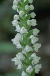 Goodyera pubescens (Willd.) R.Br. ex Aiton f.