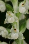 Goodyera pubescens (Willd.) R.Br. ex Aiton f.