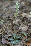 Goodyera pubescens (Willd.) R.Br. ex Aiton f.