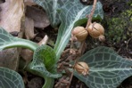 Goodyera pubescens (Willd.) R.Br. ex Aiton f.