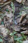 Goodyera repens (L.) R.Br. in W. Aiton & W.T. Aiton