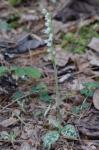 Goodyera repens (L.) R.Br. in W. Aiton & W.T. Aiton