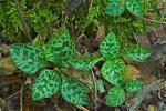 Goodyera repens (L.) R.Br. in W. Aiton & W.T. Aiton