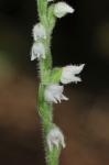 Goodyera repens (L.) R.Br. in W. Aiton & W.T. Aiton