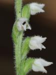 Goodyera repens (L.) R.Br. in W. Aiton & W.T. Aiton