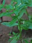 Gratiola neglecta Torr.