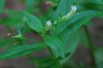 Gratiola neglecta Torr.