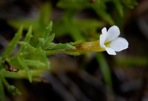 Gratiola ramosa Walter