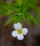 Gratiola ramosa Walter