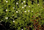 Gratiola ramosa Walter