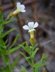 Gratiola ramosa Walter