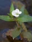Gratiola virginiana L. var. virginiana