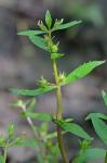 Gratiola virginiana L. var. virginiana