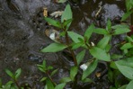 Gratiola virginiana L. var. virginiana