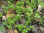 Gratiola virginiana L. var. aestuariorum Pennell
