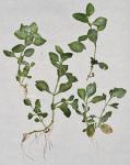 Gratiola virginiana L. var. aestuariorum Pennell