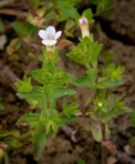 Gratiola viscidula Pennell