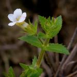 Gratiola viscidula Pennell