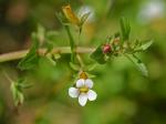Gratiola viscidula Pennell