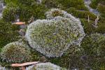 Grimmia laevigata (Bridel) Bridel