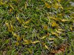 Grimmia laevigata (Bridel) Bridel