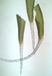 Grimmia laevigata (Bridel) Bridel