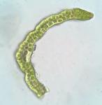 Grimmia laevigata (Bridel) Bridel