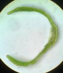 Grimmia olneyi Sull.