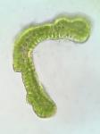Grimmia olneyi Sull.