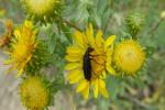 Grindelia squarrosa (Pursh) Dunal var. squarrosa