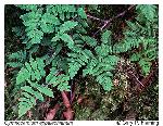 Gymnocarpium appalachianum Pryer and Haufler